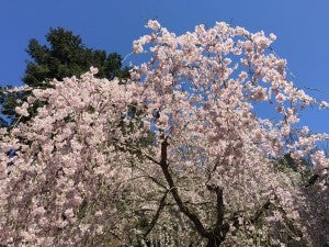桜 世界遺産でお花見 京都 シティリビングweb
