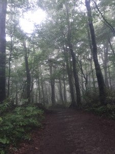 夏休み 世界遺産もののけ姫の森 白神山地 シティリビングweb
