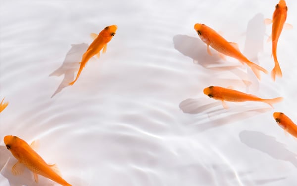 最長43年 じつは長生きな金魚を小型水槽で飼ってみよう シティリビングweb 最長43年 じつは長生きな金魚を小型水槽で飼ってみよう シティリビングweb