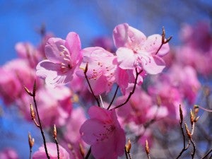 登山 シーズン到来 春の花アカヤシオをおいかけて 赤城山 西上州 シティリビングweb