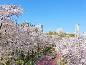 お花見シーズン到来 六本木 代々木 飯田橋にある 夜桜 の新スポットを厳選 シティリビングweb