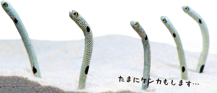 動物園 水族館は ゆるーりキュートな生き物パラダイス シティリビングweb