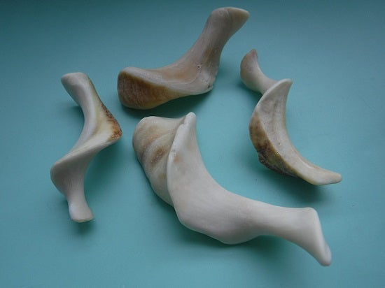 イルカの耳骨⑧(布袋石)-