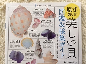 ビーチコーミング初心者は 美しい貝図鑑 採集ガイド をチェック シティリビングweb