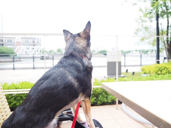 犬もｏｋ 横浜みなとみらいの水辺カフェ アニヴェルセル カフェ シティリビングweb