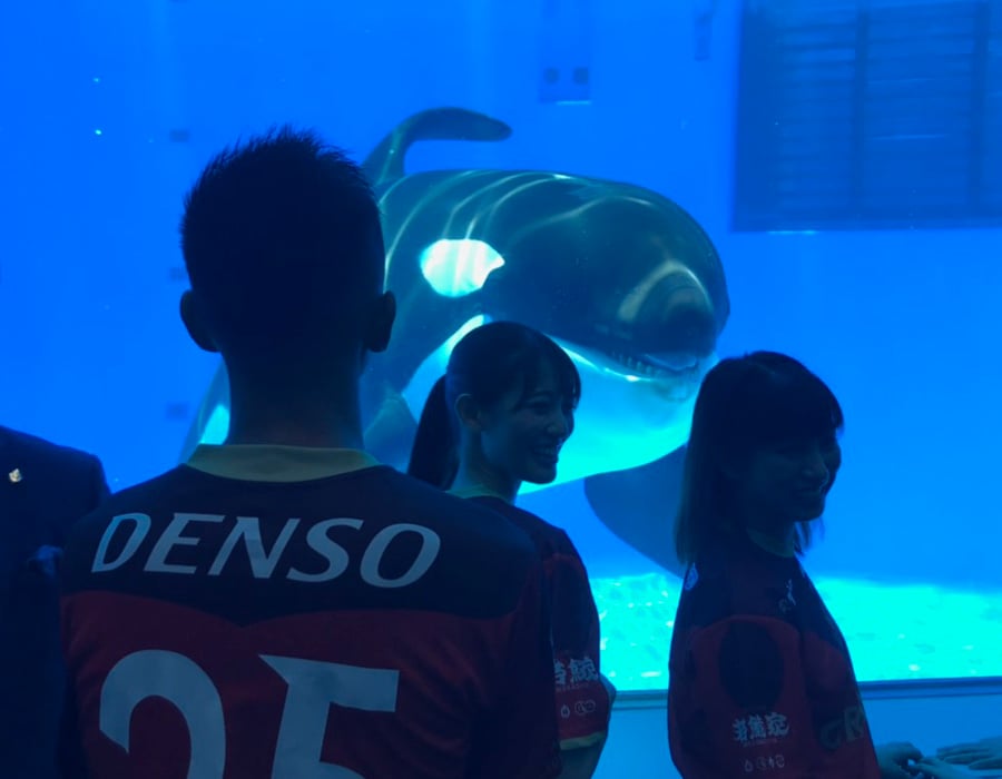 今夏名古屋はシャチ一色 グランパス 名古屋港水族館 シャチに夢中 イベント開催 シティリビングweb 今夏名古屋はシャチ一色 グランパス 名古屋港水族館 シャチに夢中 イベント開催 シティリビングweb