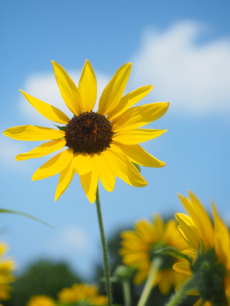 立川 国営昭和記念公園のひまわり畑で夏を感じよう シティリビングweb 立川 国営昭和記念公園のひまわり畑で夏を感じよう シティリビングweb