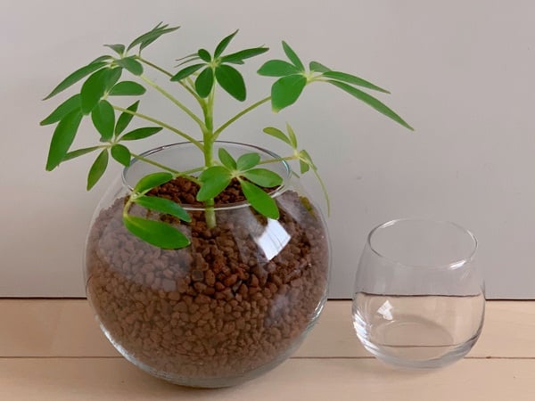 ハイドロカルチャーで観葉植物がカンタンすくすく成長 シティリビングweb ハイドロカルチャーで観葉植物がカンタンすくすく成長 シティリビングweb