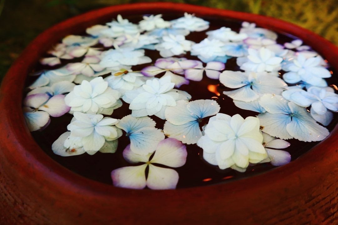 鎌倉であじさいの 花手水 めぐり 一条恵観山荘 鶴岡八幡宮 シティリビングweb