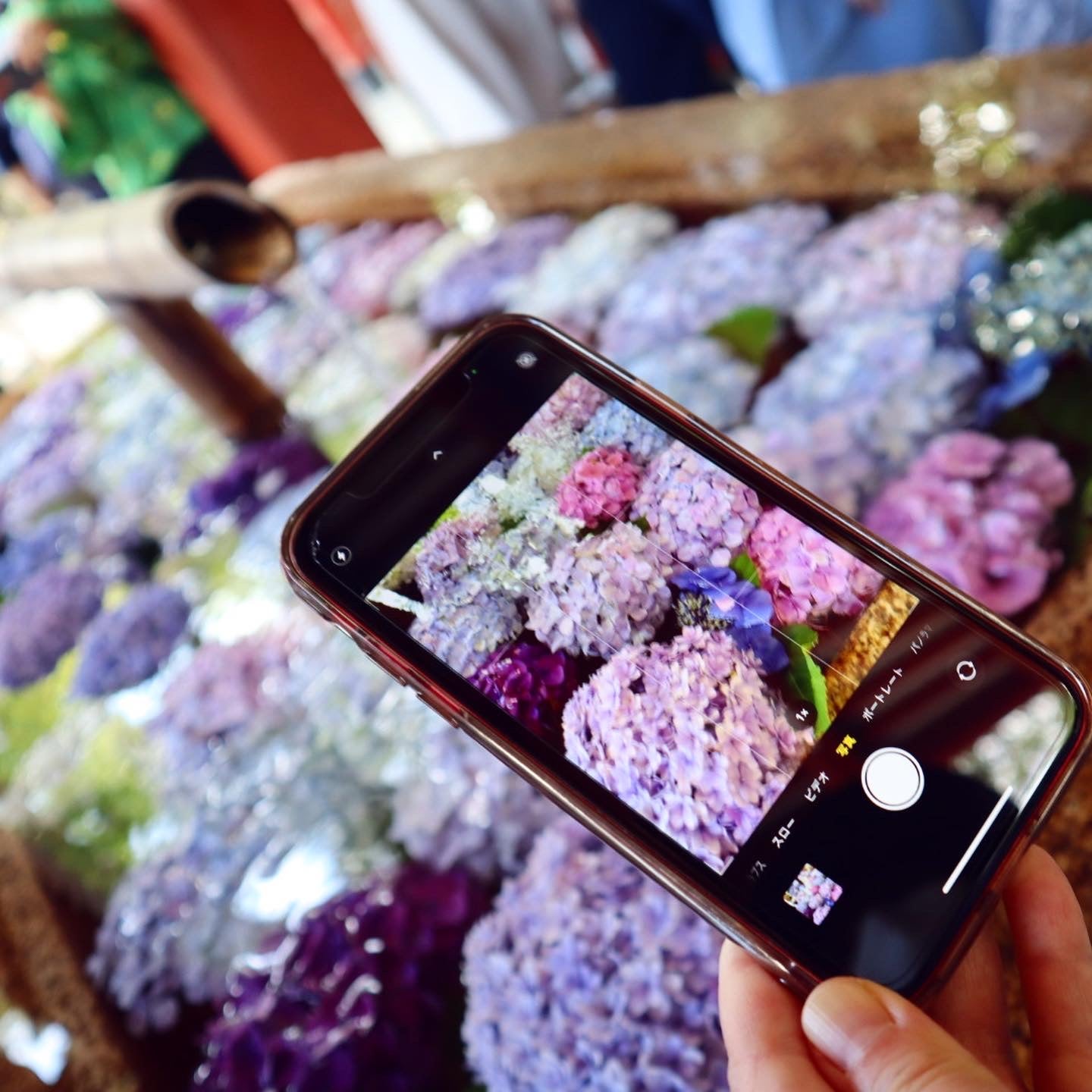 鎌倉であじさいの 花手水 めぐり 一条恵観山荘 鶴岡八幡宮 シティリビングweb