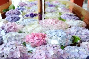 鎌倉であじさいの 花手水 めぐり 一条恵観山荘 鶴岡八幡宮 シティリビングweb