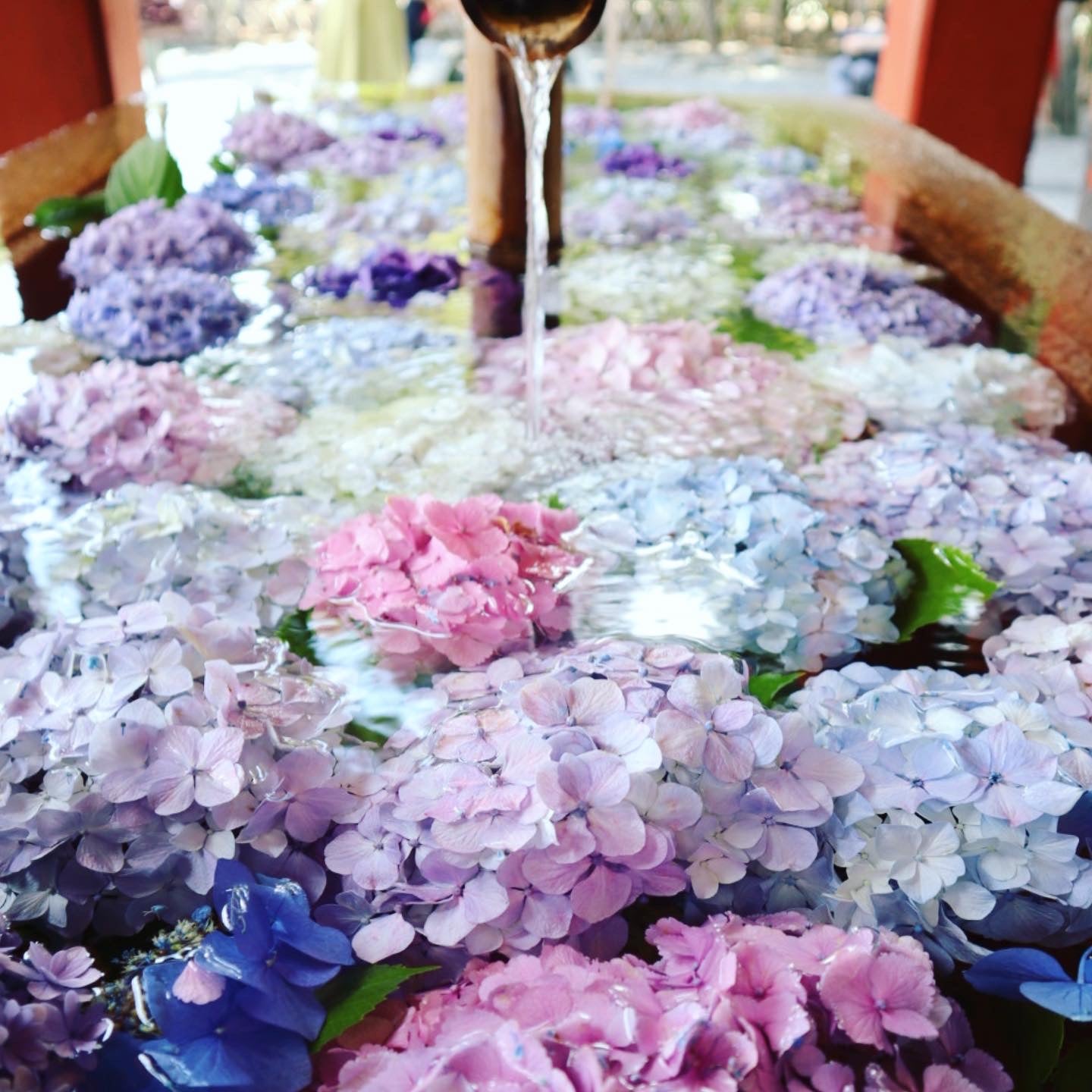 鎌倉であじさいの 花手水 めぐり 一条恵観山荘 鶴岡八幡宮 シティリビングweb