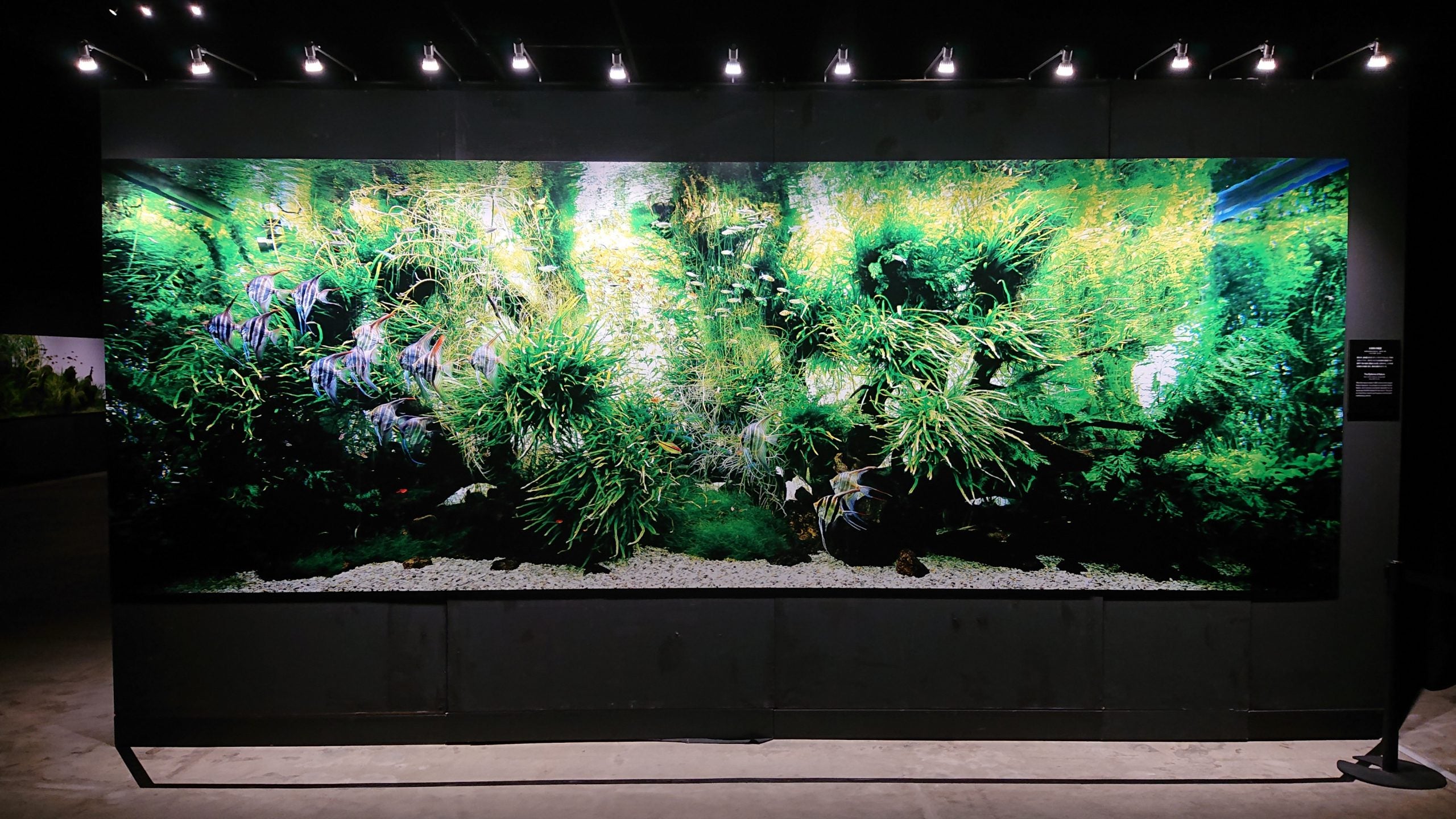 松の木の化石 【公式通販】