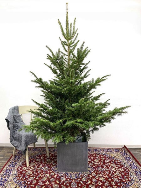 今年のクリスマスは本格的に！ 生のもみの木でクリスマスツリー