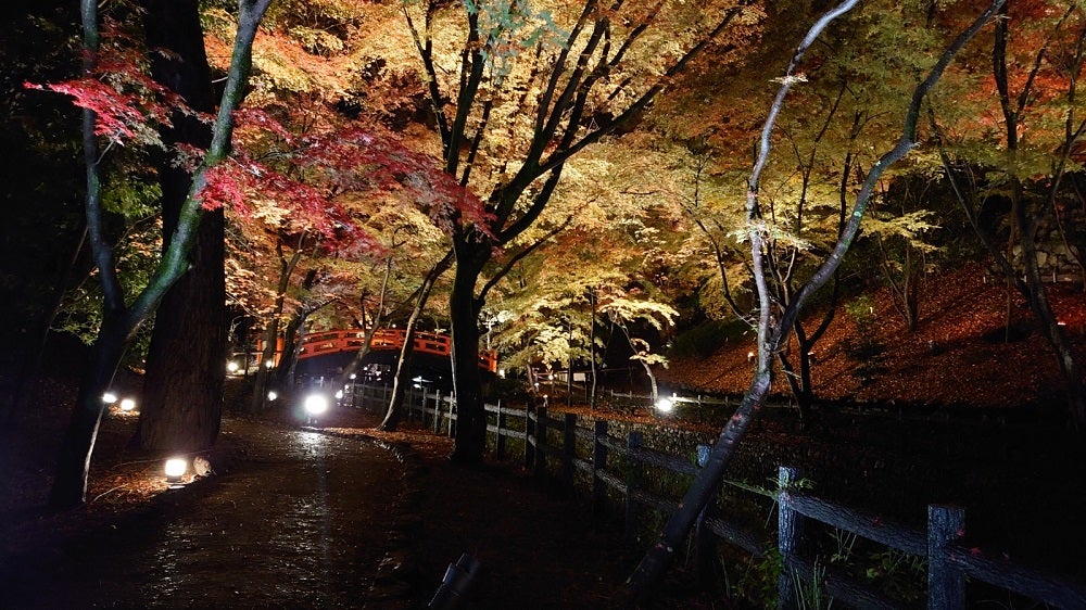 最新 ぜひ一度は訪れたい京都 北野天満宮 もみじ苑紅葉ライトアップ シティリビングweb