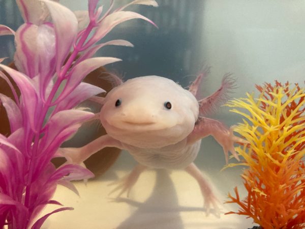 癒し度100 我が家のアイドル ウーパールーパー シティリビングweb