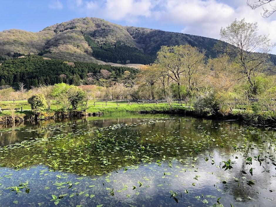 箱根 穴場 の観光地 箱根湿生花園 でリフレッシュ シティリビングweb