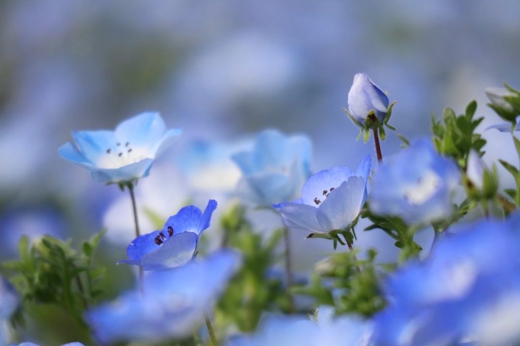 Nemophila04 シティリビングweb Nemophila04 シティリビングweb
