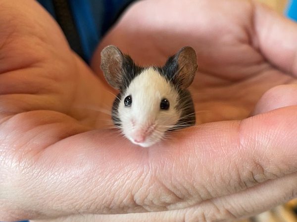大阪 おうちにお迎えもできる 癒やしの小動物カフェ アニマルカフェ フレカ シティリビングweb