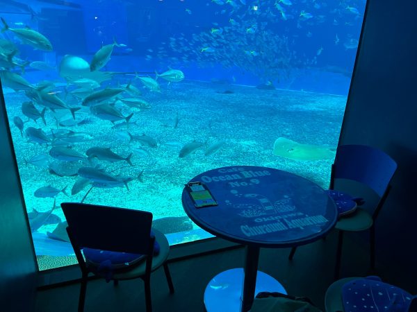 沖縄 美ら海水族館の水槽を独り占め カフェ オーシャンブルー シティリビングweb 沖縄 美ら海水族館の水槽を独り占め カフェ オーシャンブルー シティリビングweb