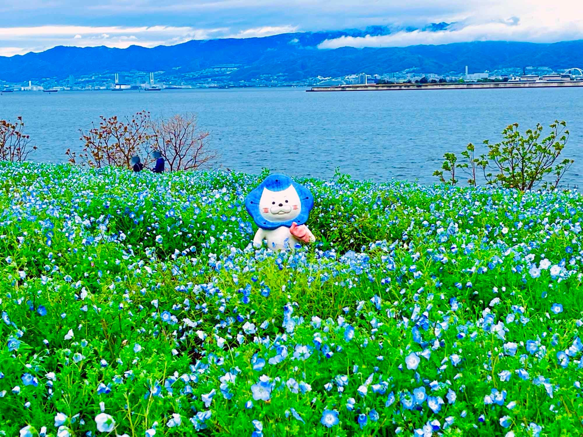 大阪まいしまシーサイドパーク】絶景！空×海×ネモフィラの融合｜シティ