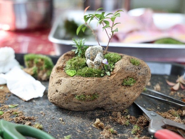 愛知・豊川】新感覚！はじめての苔アート体験に感動『moss loulan楼蘭