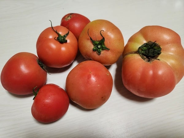 岐阜県】恵那市特産、農林水産大臣賞受賞の麗夏トマトが美味しすぎる