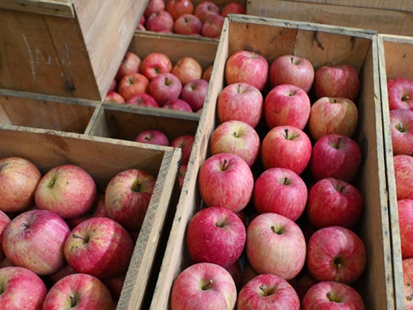 青森ringo女子部」イベントレポートPart1 2泊3日の「りんご尽くしの