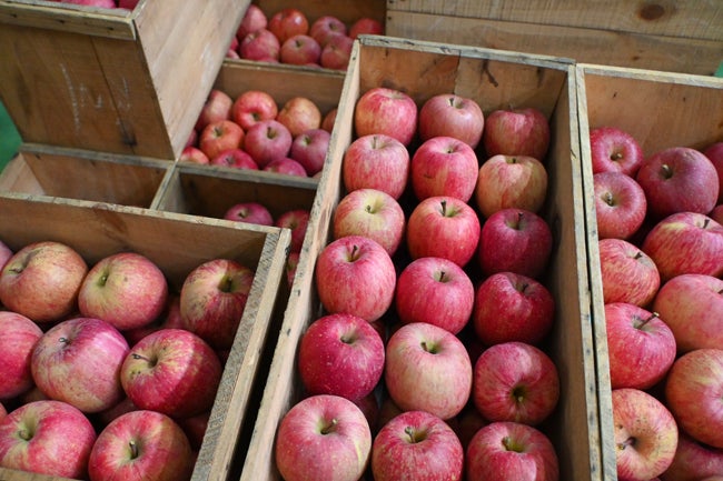 青森ringo女子部」イベントレポートPart1 2泊3日の「りんご尽くしの