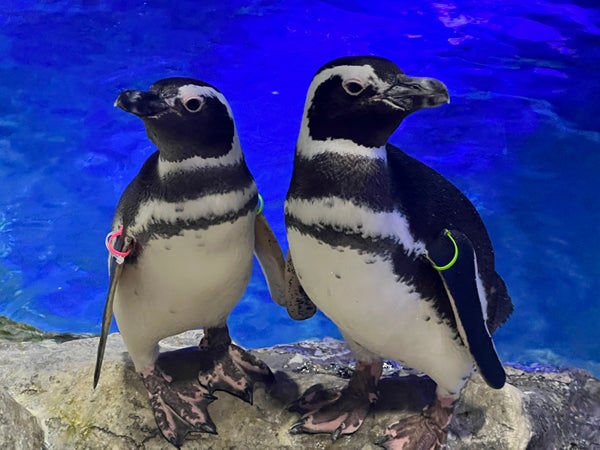 5133c9aa024ebd0e3c3a71a6c8a781