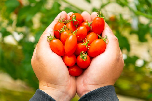 糖度11度以上のフルーツミニトマトに感動！ トマトを使ったメニューに