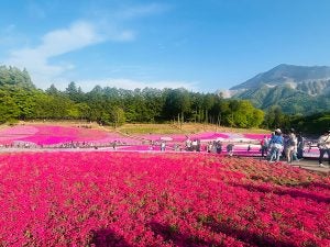 秩父】GWの映えスポット！秩父の芝桜は今が満開｜シティリビングWeb