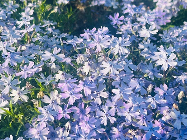 芝桜　ロミオ様ご確認用です♪ 芝桜情報 - 歩楽～里（ぶら～り）よこぜ