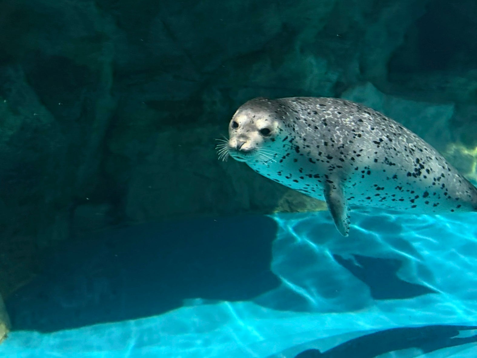 茨城・大洗｜見どころいっぱい！ 予約制の夜の水族館「ナイトアクア