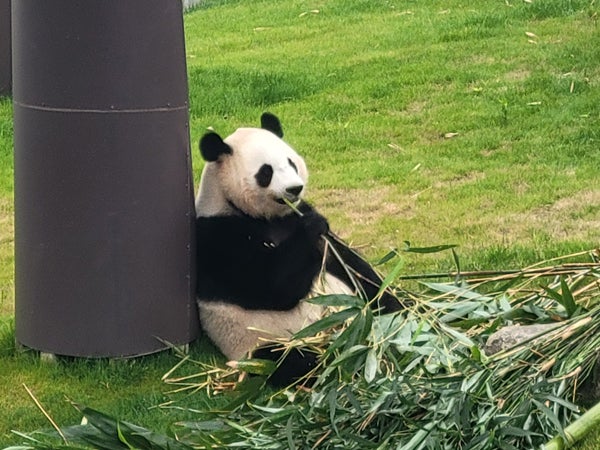 祝・良浜25歳！まだまだ冷めないパンダ熱。かつての姿を振り返る