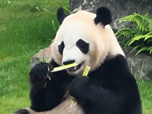 パンダさま確認ページ♡ 祝・良浜25歳！まだまだ冷めないパンダ熱。かつての姿を振り返る