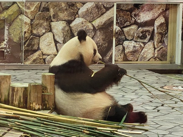 祝・良浜25歳！まだまだ冷めないパンダ熱。かつての姿を振り返る