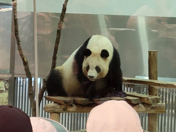 祝・良浜25歳！まだまだ冷めないパンダ熱。かつての姿を振り返る