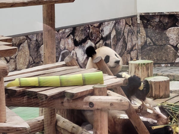 祝・良浜25歳！まだまだ冷めないパンダ熱。かつての姿を振り返る