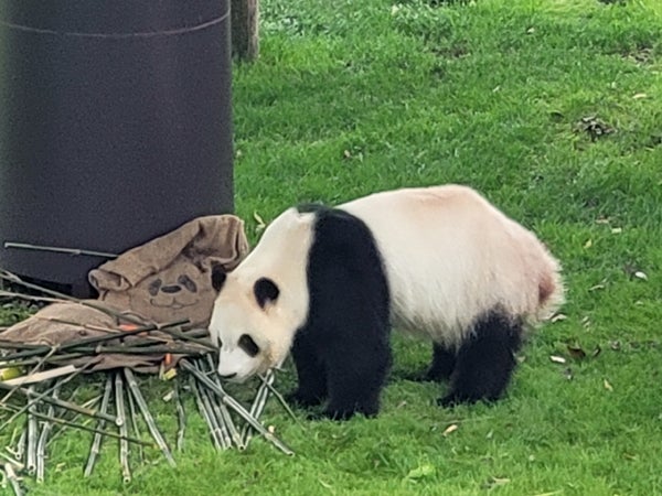 祝・良浜25歳！まだまだ冷めないパンダ熱。かつての姿を振り返る