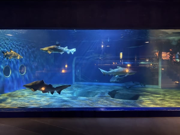 茨城・大洗｜見どころいっぱい！ 予約制の夜の水族館「ナイトアクア