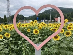 岐阜】ここはまだ夏!? 遅咲きひまわりが見られる上に3本もらえる