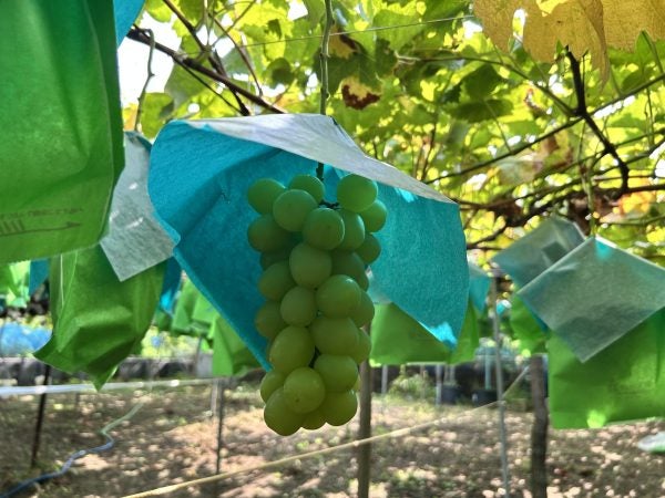 大阪・柏原】2時間食べ放題！ぶどう狩りで「大人のご褒美時間