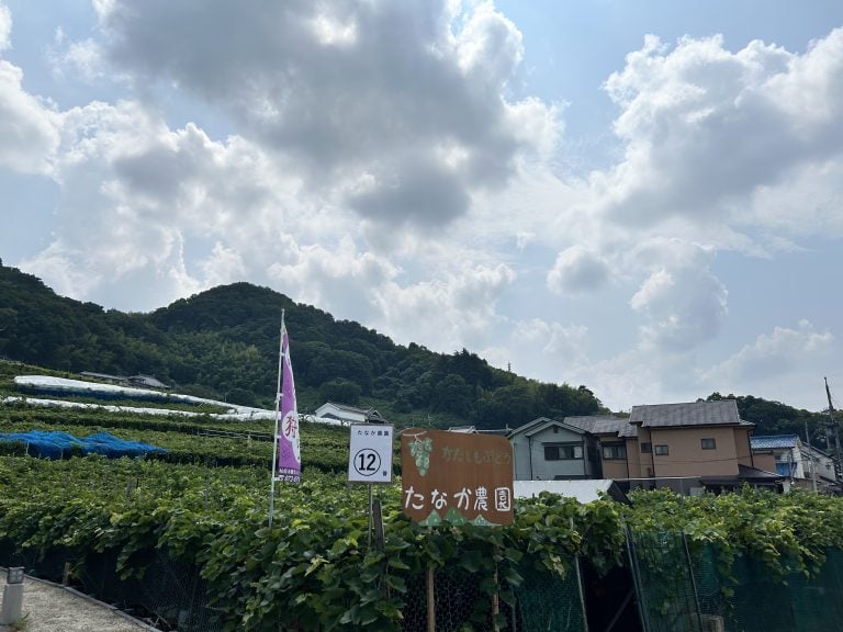 大阪・柏原】2時間食べ放題！ぶどう狩りで「大人のご褒美時間