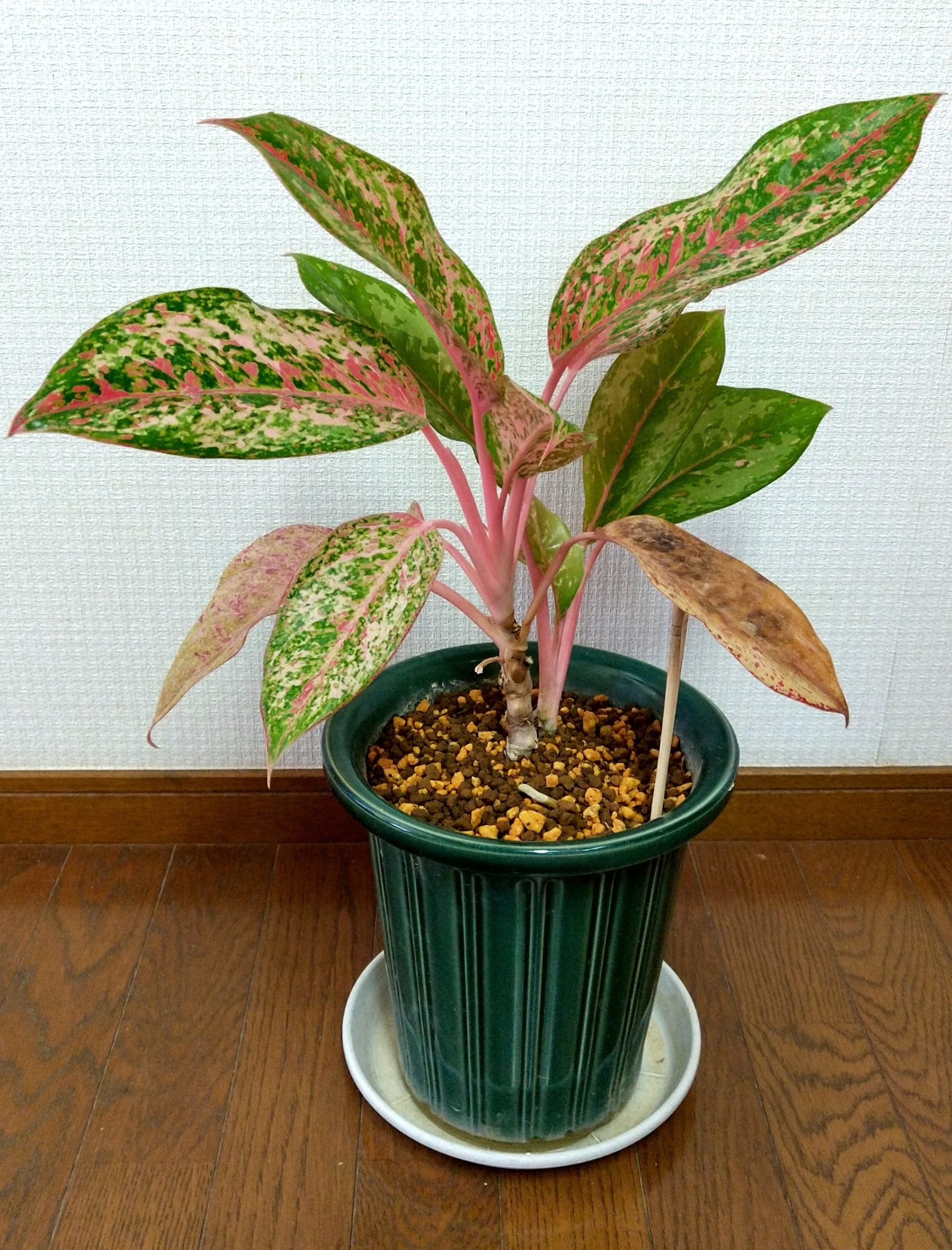 幸せを招くタイの宝石と呼ばれる観葉植物「アグラオネマ」｜シティ