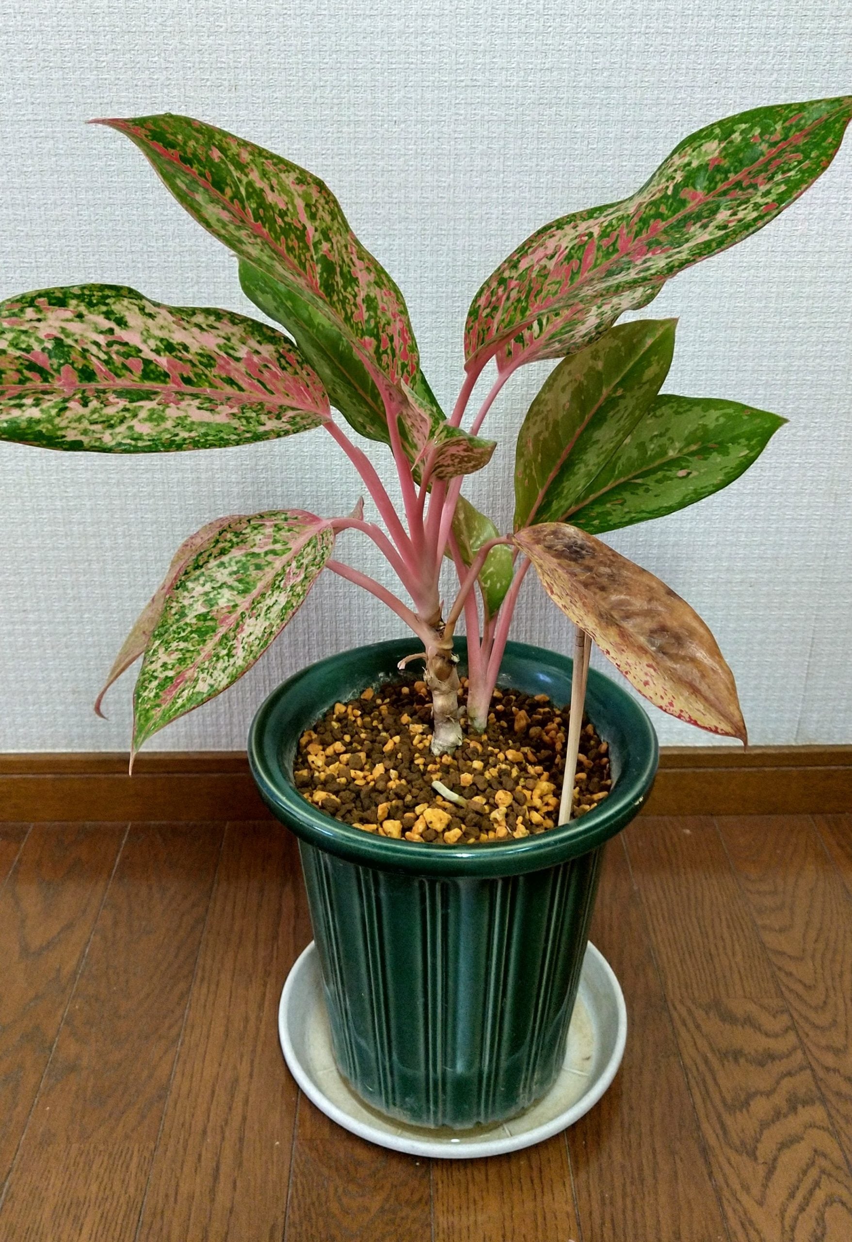 幸せを招くタイの宝石と呼ばれる観葉植物「アグラオネマ」｜シティ