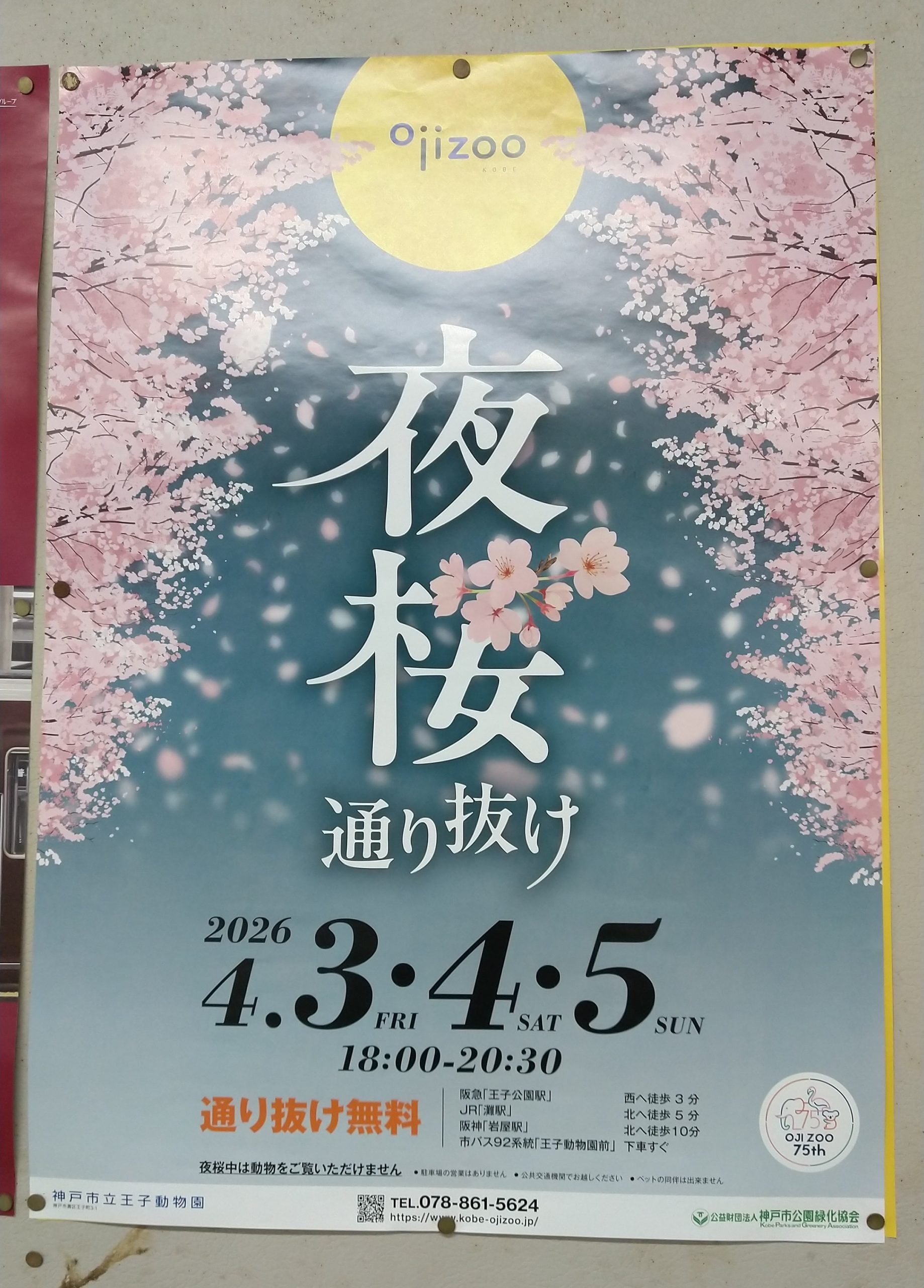 神戸】今年見納めの異人館と桜のコラボも！王子動物園 夜桜通り抜け