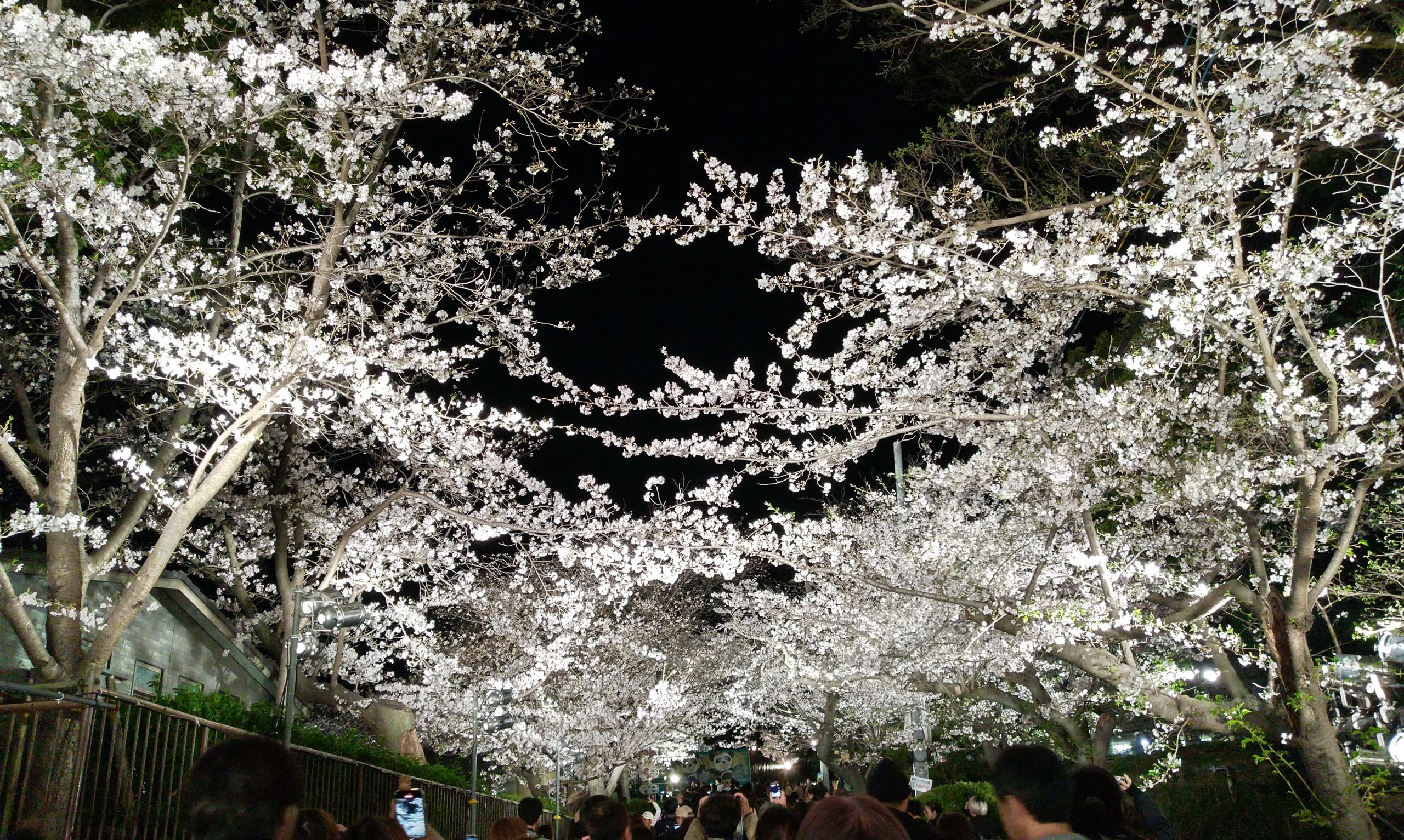 ​【レア▪️一点物】天然夜桜メノウ トルソー 置物✨成型花 ジオード 自然の奇跡 神戸】今年見納めの異人館と桜のコラボも！王子動物園 夜桜通り抜け