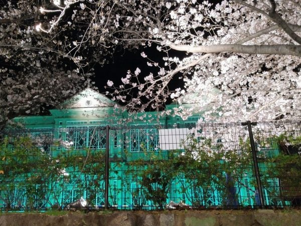 神戸】今年見納めの異人館と桜のコラボも！王子動物園 夜桜通り抜け
