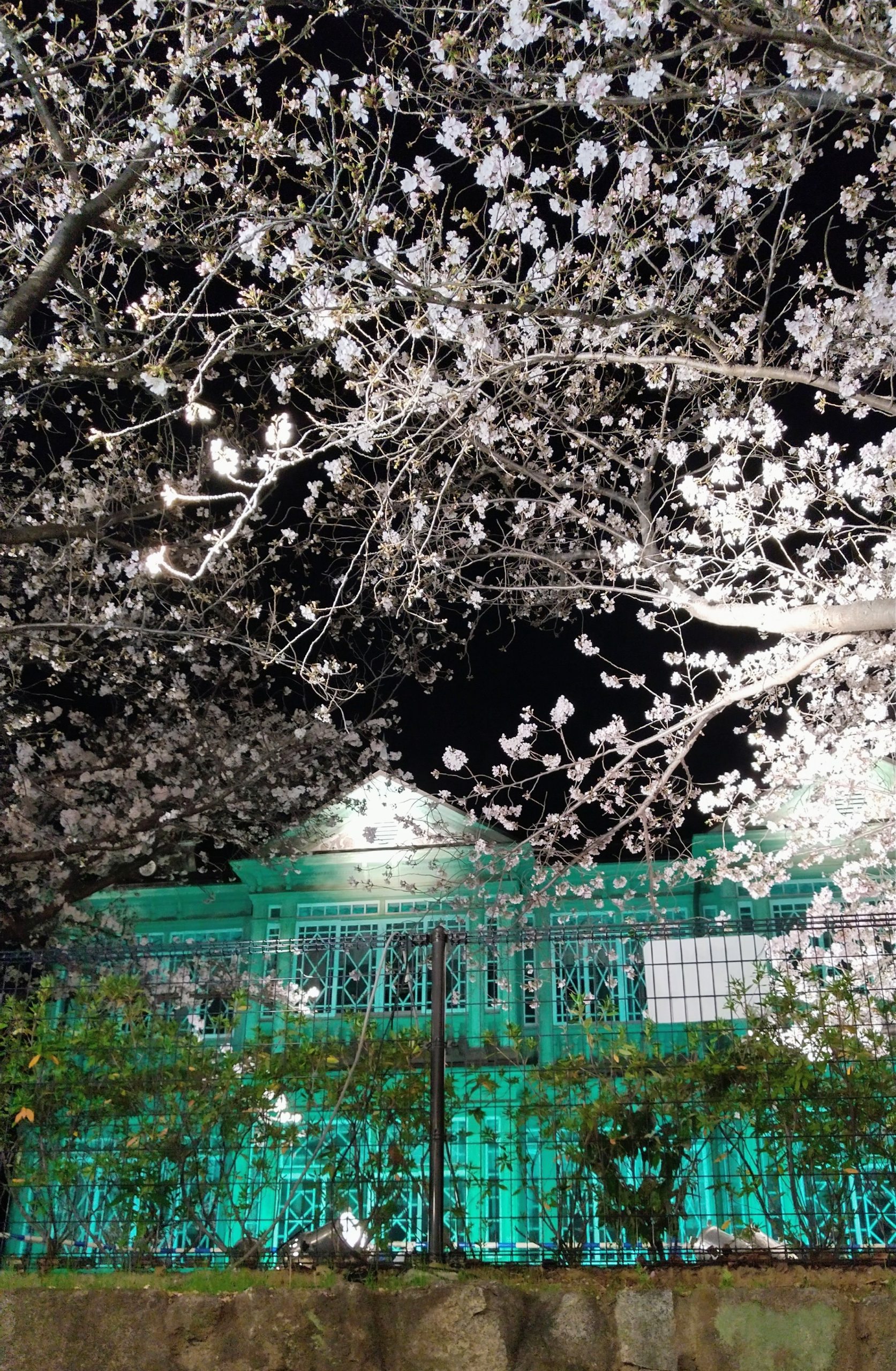 神戸】今年見納めの異人館と桜のコラボも！王子動物園 夜桜通り抜け